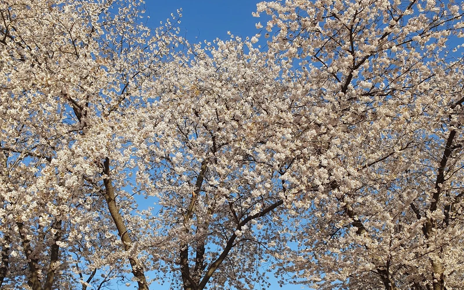 韓国の春(桜)の風景イメージ